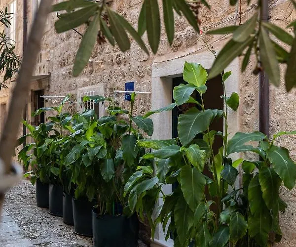 Bed & Breakfast Buza House *